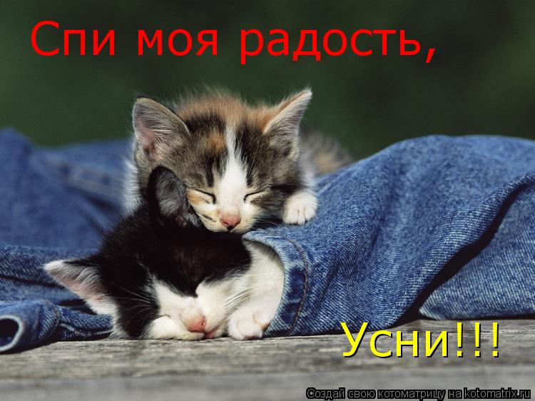 Котоматрица: Спи моя радость, Усни!!!