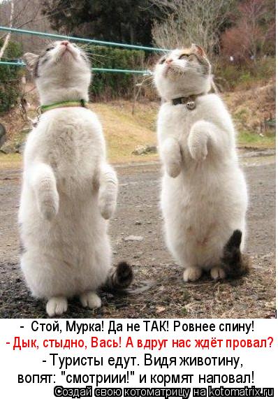 Котоматрица: -  Стой, Мурка! Да не ТАК! Ровнее спину! - Дык, стыдно, Вась! А вдруг нас ждёт провал? вопят: "смотриии!" и кормят наповал! - Туристы едут. Видя живо