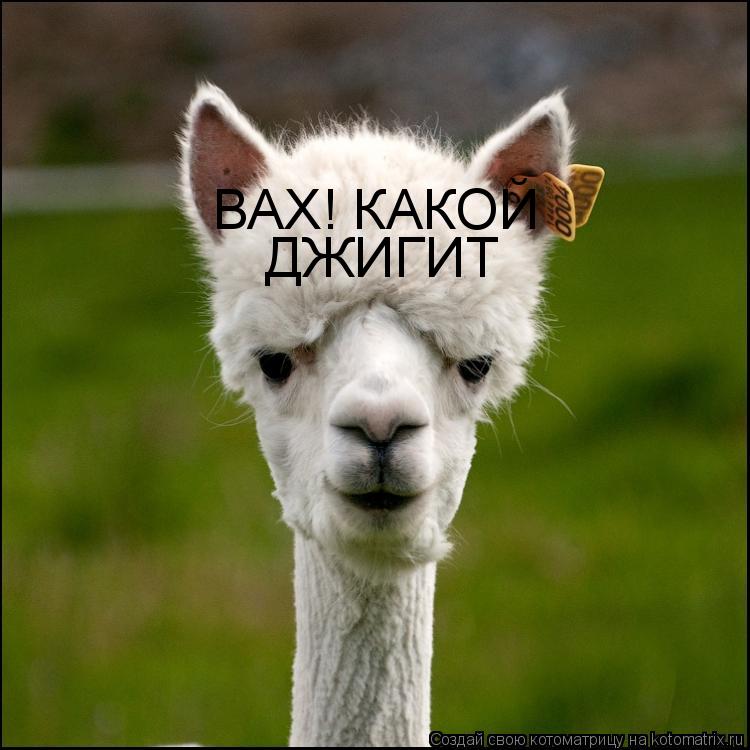 Котоматрица: ДЖИГИТ ВАХ! КАКОЙ
