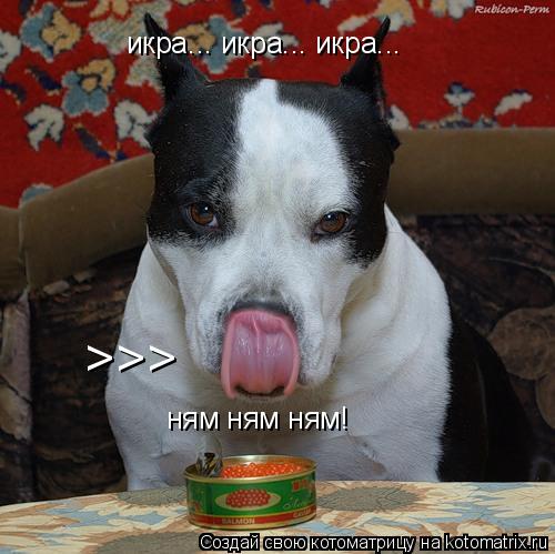 Котоматрица: икра... икра... икра... ням ням ням! >>>
