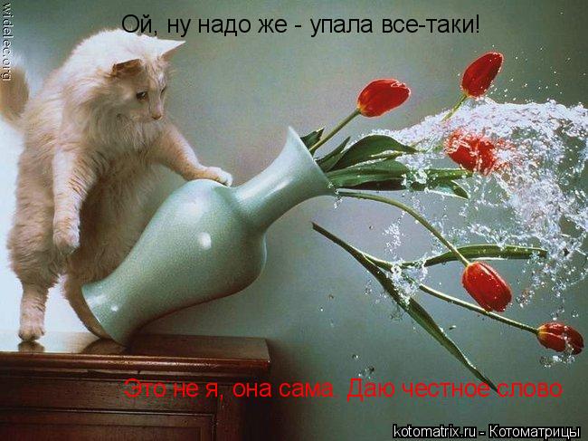 Котоматрица: Ой, ну надо же - упала все-таки! Это не я, она сама. Даю честное слово
