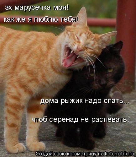 Котоматрица: эх марусечка моя! как же я люблю тебя! дома рыжик надо спать... чтоб серенад не распевать!