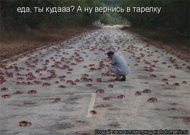 Котоматрица: еда, ты кудааа? А ну вернись в тарелку