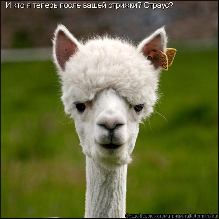 Котоматрица: И кто я теперь после вашей стрижки? Страус?