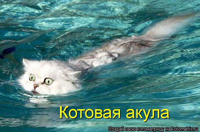 Котоматрица: Котовая акула