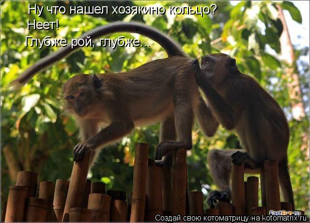 Котоматрица: Ну что нашел хозякино кольцо?  Неет! Глубже рой, глубже...