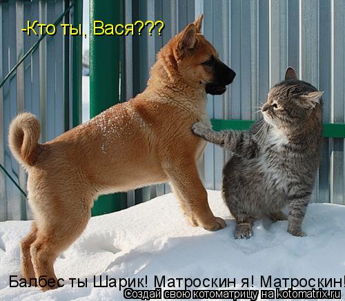 Котоматрица: -Кто ты, Вася??? Балбес ты Шарик! Матроскин я! Матроскин!