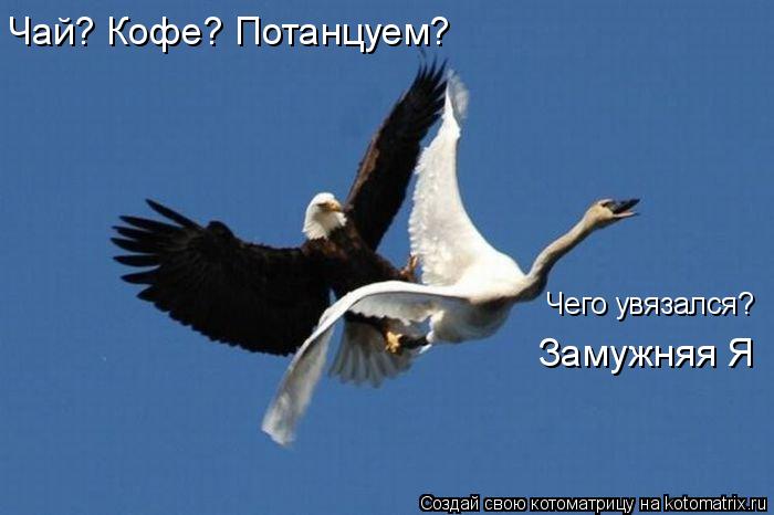 Котоматрица: Чего увязался? Замужняя Я Чай? Кофе? Потанцуем?