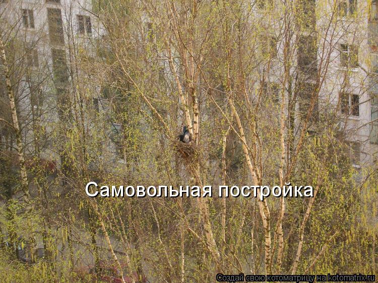 Котоматрица: Самовольная постройка