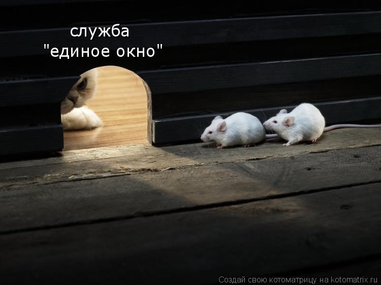 Котоматрица: служба  "единое окно"