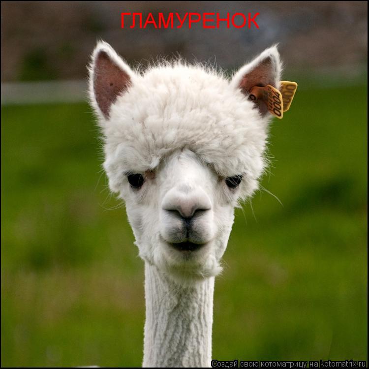 Котоматрица: ГЛАМУРЕНОК