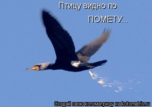 Котоматрица: Птицу видно по ПОМЕТУ...