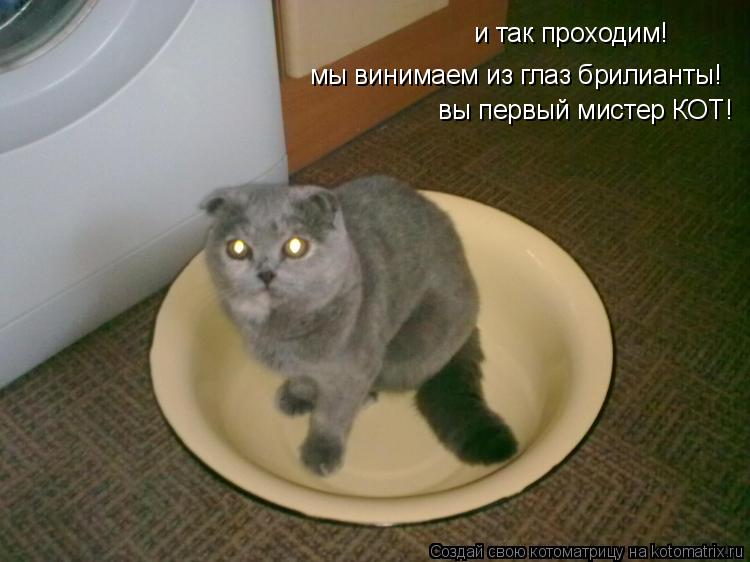 Котоматрица: и так проходим! мы винимаем из глаз брилианты! вы первый мистер КОТ!