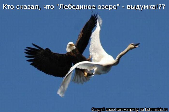 Котоматрица: Кто сказал, что "Лебединое озеро" - выдумка!??