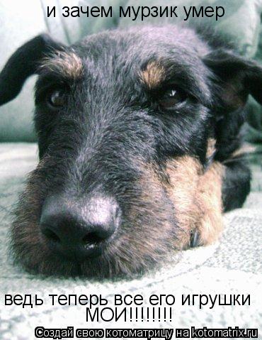 Котоматрица: и зачем мурзик умер ведь теперь все его игрушки МОИ!!!!!!!!