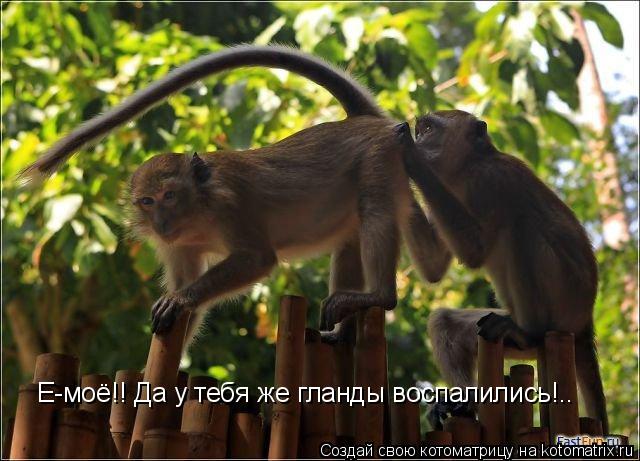 Котоматрица: Е-моё!! Да у тебя же гланды воспалились!..