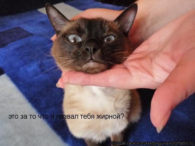 Котоматрица: это за то что я назвал тебя жирной?