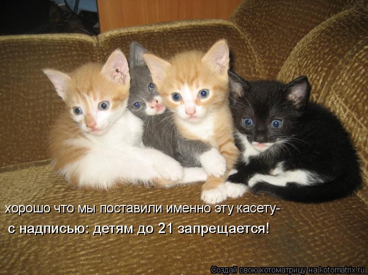 Котоматрица: хорошо что мы поставили именно эту касету- с надписью: детям до 21 запрещается!