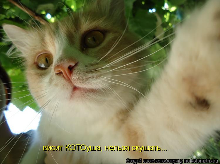 Котоматрица: висит КОТОуша, нельзя скушать...