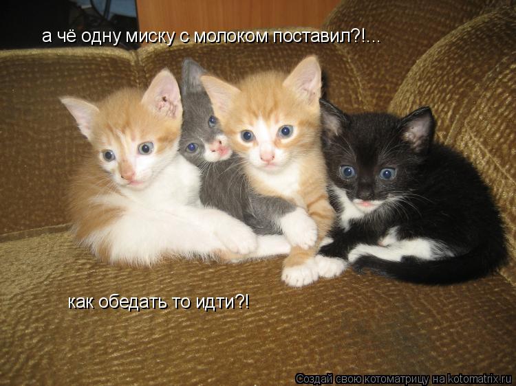 Котоматрица: а чё одну миску с молоком поставил?!... как обедать то идти?!