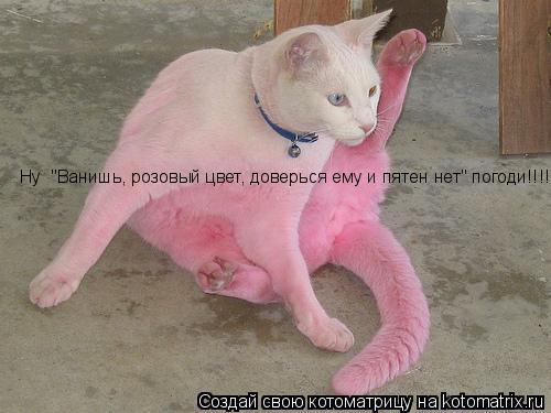Котоматрица: Ну  "Ванишь, розовый цвет, доверься ему и пятен нет" погоди!!!!
