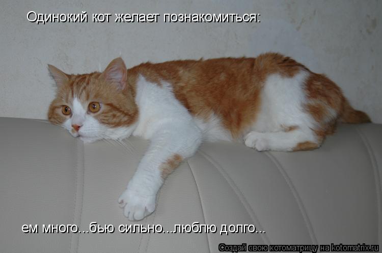 Одинокий кот желает познакомиться: ем много...бью сильно...люблю долго...... Котоматрица: Одинокий кот желает познакомиться: ем много...бью сильно...люблю долго...