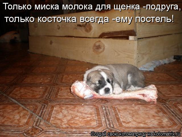 Котоматрица: Только миска молока для щенка -подруга, только косточка всегда -ему постель!