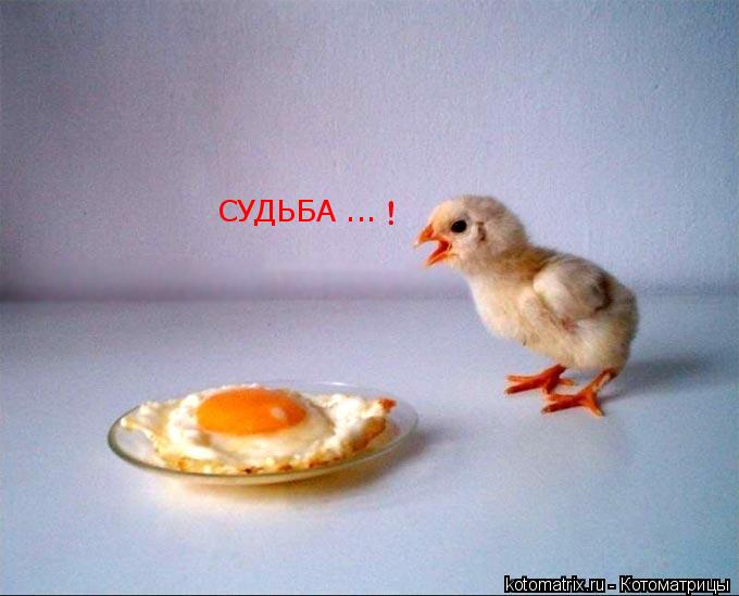 Котоматрица: СУДЬБА ...