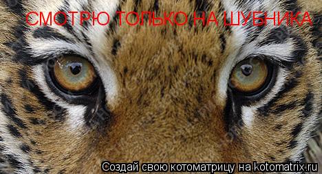 Котоматрица: СМОТРЮ ТОЛЬКО НА ШУБНИКА