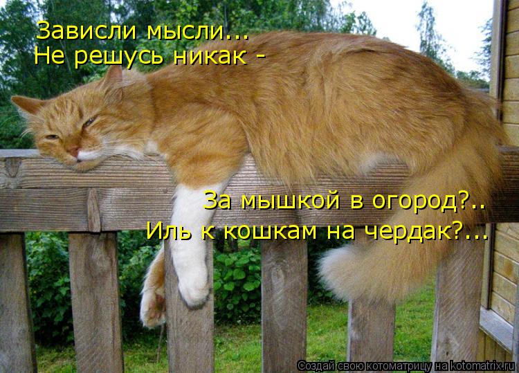 Котоматрица: Зависли мысли... Не решусь никак - За мышкой в огород?.. Иль к кошкам на чердак?...