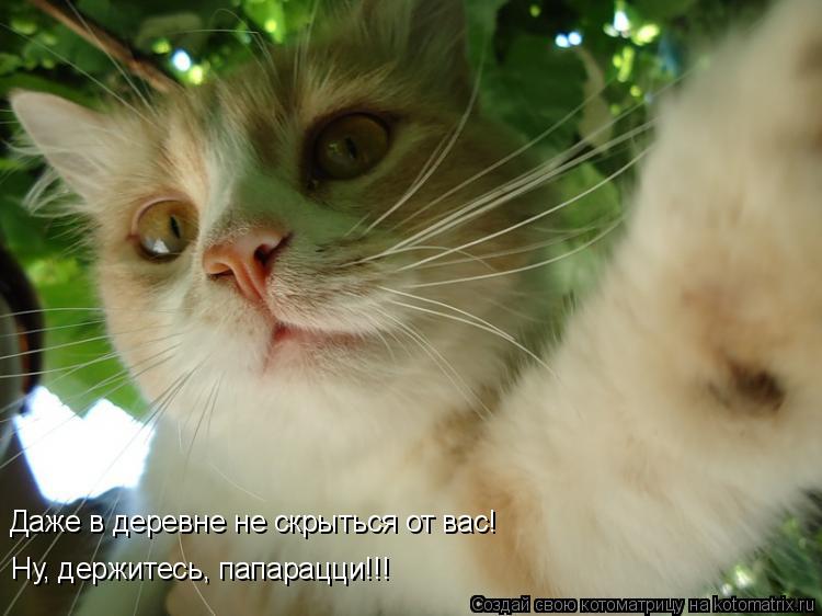 Котоматрица: Даже в деревне не скрыться от вас! Ну, держитесь, папарацци!!!
