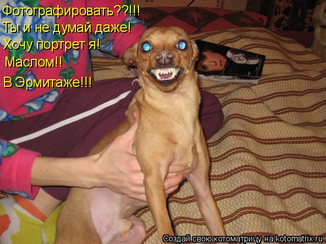 Фотографировать??!!! Ты и не думай даже! Хочу портрет я! Маслом!! В Эрмитаже!!!... Котоматрица: Фотографировать??!!! Ты и не думай даже! Хочу портрет я! Маслом!! В Эрмитаже!!!