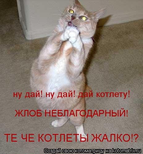 Котоматрица: ну дай! ну дай! дай котлету! ЖЛОБ НЕБЛАГОДАРНЫЙ! ТЕ ЧЕ КОТЛЕТЫ ЖАЛКО!?