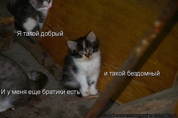 Котоматрица: Я такой добрый и такой бездомный И у меня еще братики есть