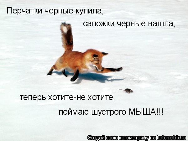 Котоматрица: Перчатки черные купила,  сапожки черные нашла,  теперь хотите-не хотите, поймаю шустрого МЫША!!!