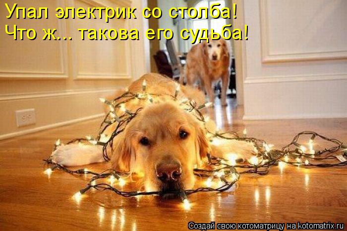 Котоматрица: Упал электрик со столба!  Что ж... такова его судьба!