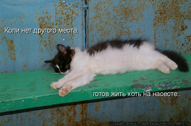 Котоматрица: Коли нет другого места, готов жить хоть на насесте..