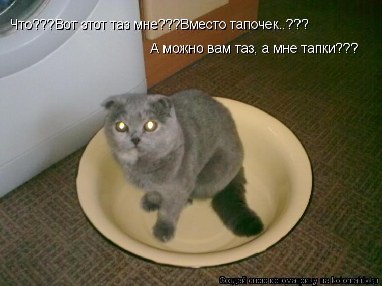 Котоматрица: Что???Вот этот таз мне???Вместо тапочек..??? А можно вам таз, а мне тапки???
