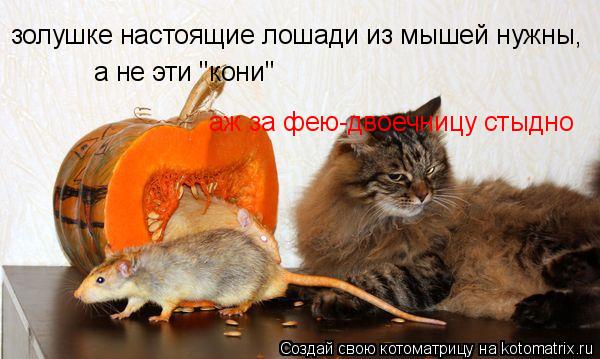 Котоматрица: золушке настоящие лошади из мышей нужны,  а не эти "кони" аж за фею-двоечницу стыдно