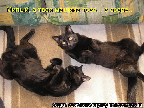 Котоматрица: Милый, а твоя машина тово... в озере...