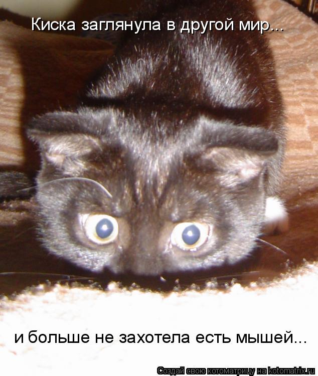 Киска заглянула в другой мир... и больше не захотела есть мышей...... Котоматрица: Киска заглянула в другой мир... и больше не захотела есть мышей...