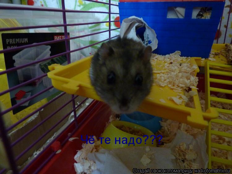 Чё те надо???... Котоматрица: Чё те надо???