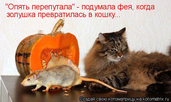 "Опять перепутала" - подумала фея, когда золушка превратилась в кошку...... Котоматрица: "Опять перепутала" - подумала фея, когда золушка превратилась в кошку...