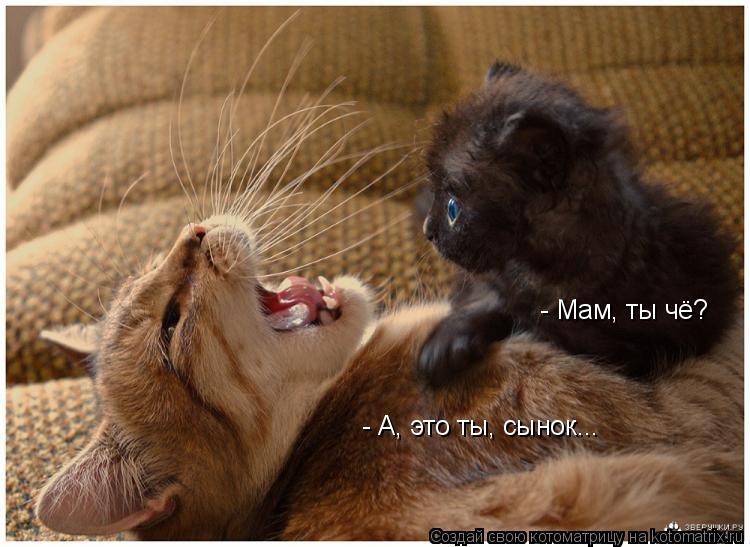 - Мам, ты чё? - А, это ты, сынок...... Котоматрица: - Мам, ты чё? - А, это ты, сынок...