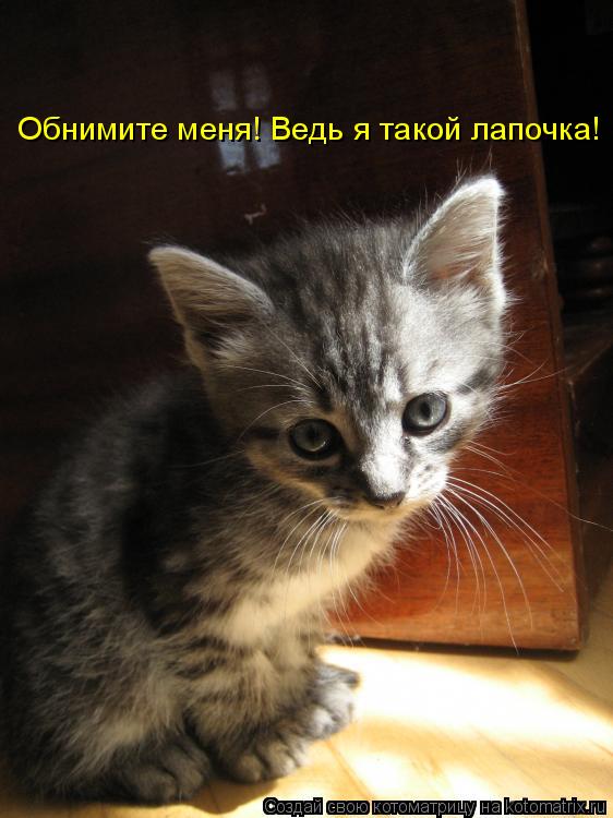 Обнимите меня! Ведь я такой лапочка!... Котоматрица: Обнимите меня! Ведь я такой лапочка!