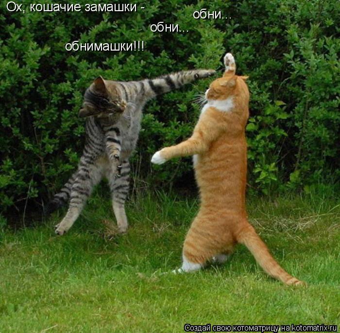 Ох, кошачие замашки - обни... обни... обнимашки!!!... Котоматрица: Ох, кошачие замашки - обни... обни... обнимашки!!!