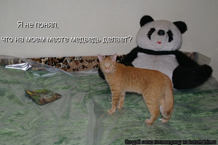 Я не понял, что на моем месте медведь делает?... Котоматрица: Я не понял, что на моем месте медведь делает?