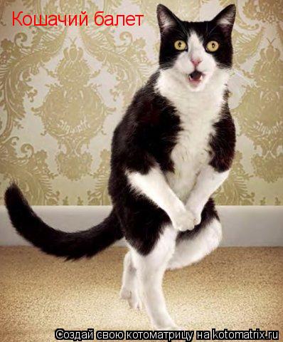 Кошачий балет... Котоматрица: Кошачий балет