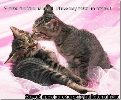 Я тебя люблю, милая! И никому тебя не отдам!... Котоматрица: Я тебя люблю, милая! И никому тебя не отдам!