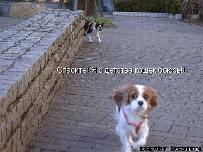 Спасите! Я с детства кошек боюсь!!!... Котоматрица: Спасите! Я с детства кошек боюсь!!!